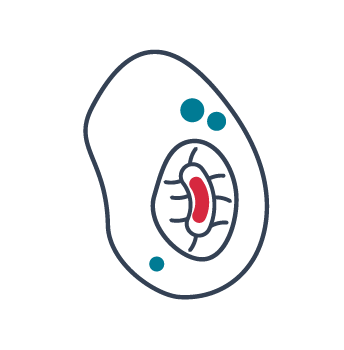 PICTOGRAMMES Phagocytose FHU Prothée